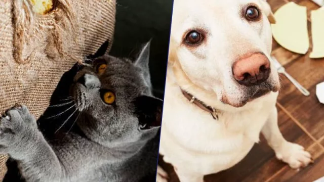 ¡Quieto ahí!, ¿eh? Esta es la solución para reducir el estrés y la ansiedad de tus mascotas (se llama Serenex y es a base de feromonas): cuánto cuesta