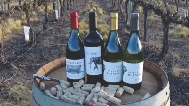 Elefante Wines se suma a la Ruta del Vino de San Juan (con visitas guiadas y degustaciones)