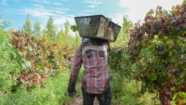 Lanzan el Programa Cosecha y Acarreo 2025 (para apoyar a productores vitícolas y olivícolas en San Juan)