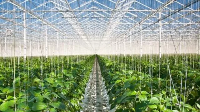 Rivulis amplía su producción en San Juan con una nueva línea de riego por goteo