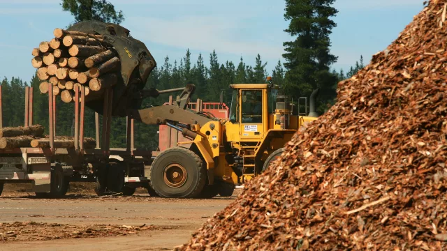 Corrientes impulsa su “Vaca Muerta forestal” con una planta de celulosa basada en energía 100% renovable